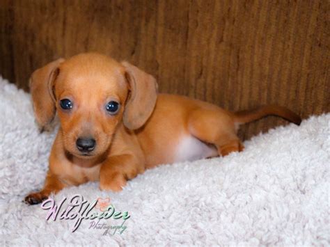 com will help you find your perfect puppy for sale. . Dachshund puppies for sale north carolina